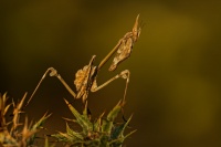 Kudlanka vyzabla - Empusa pennata - conehead mantis 5691